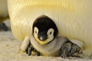 kleiner-pinguin